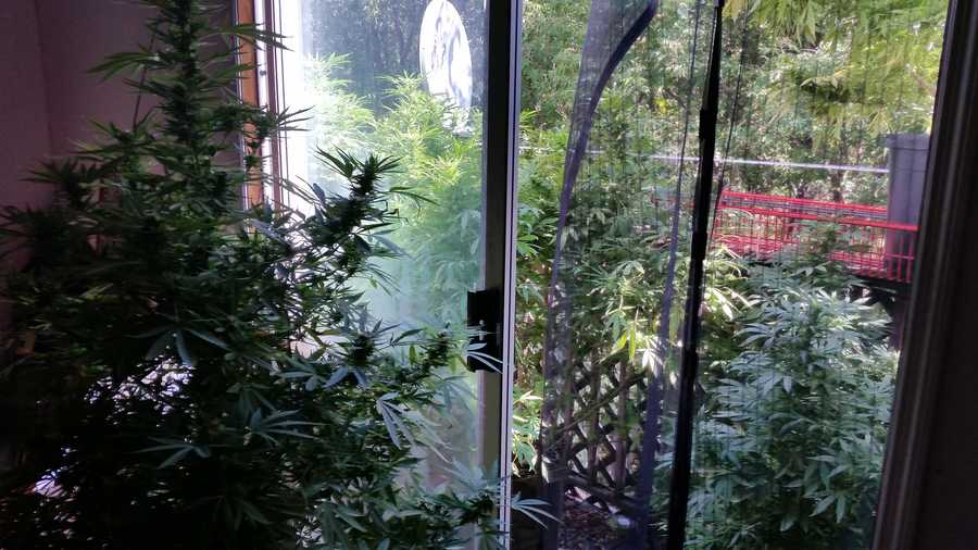The Winooski Police Department seized five 6-foot marijuana plants from an East Allen Street home Sept. 17, 2014.