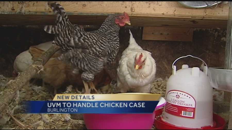 Death Of Pet Chicken Three To Be Disciplined