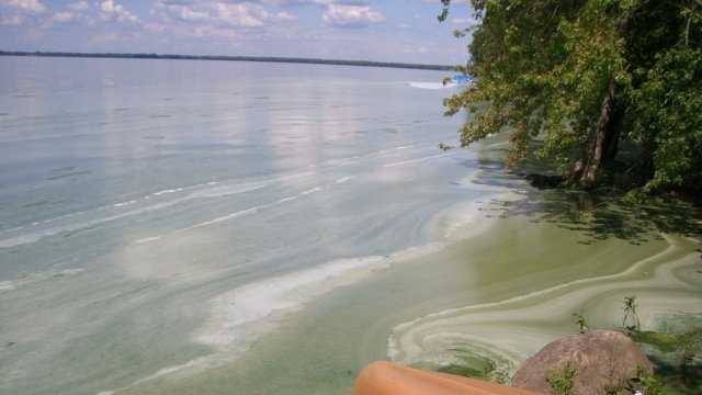 Algae fouled Missisquoi Bay in northern Lake Champlain in 2013. 