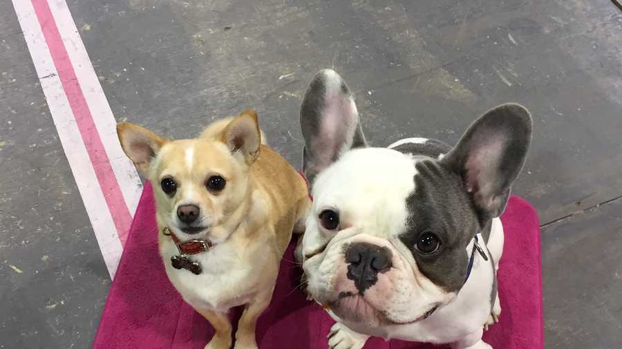 Joey (left) and Enzo (right) star in Legally Blonde: The Musical