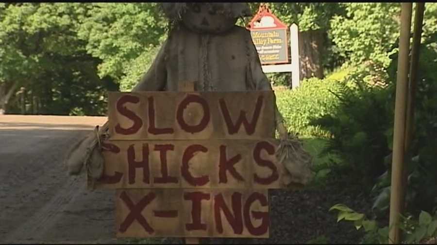 The owners of Mountain Valley Farm wanted to do something after drivers hit some of their chickens. To get their point across, for drivers to slow down, they created some interesting signs.