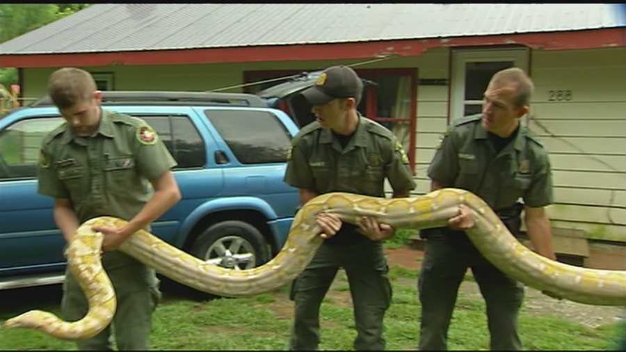 The reticulated pythons, one approximately 20 feet long and weighing about 225 pounds, the other slightly smaller, are native to southeast Asia.