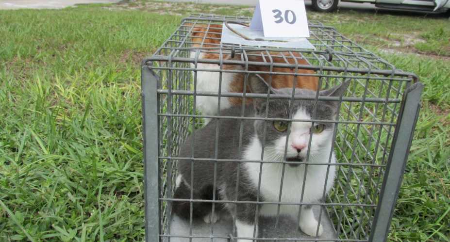 Stray store cats spca