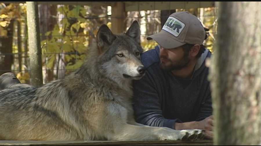Wolves are often labeled as vicious creatures, willing and able to attack anything that threatens the pack. But that’s the stereotype the Adirondack Wildlife Refuge and Rehab Center is trying to change.
