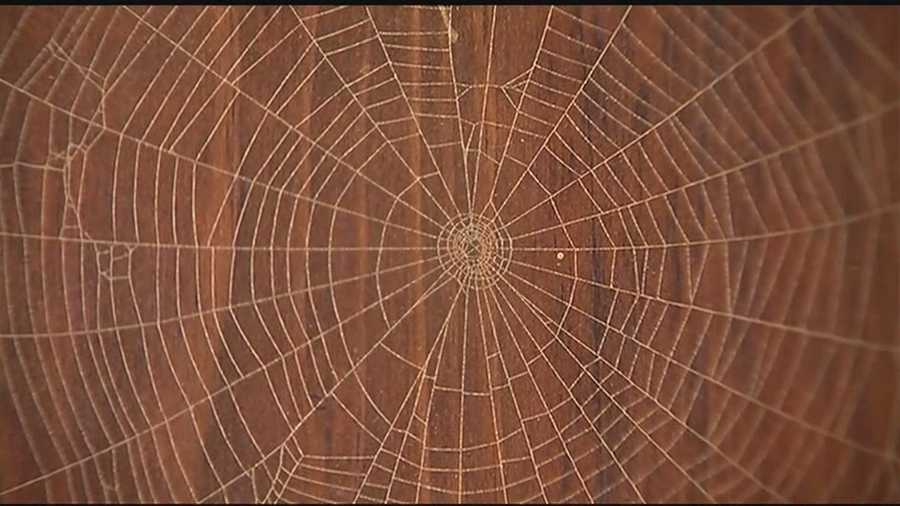 Order Your Unique Spider Web Plaques from Knight's Spider Web Farm