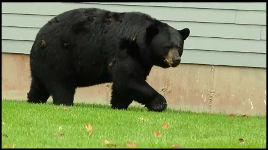 That has wildlife biologists at the Vermont Fish and Wildlife Department now urging homeowners to delay putting out bird seed, to reduce the chances of attracting roaming bears.
