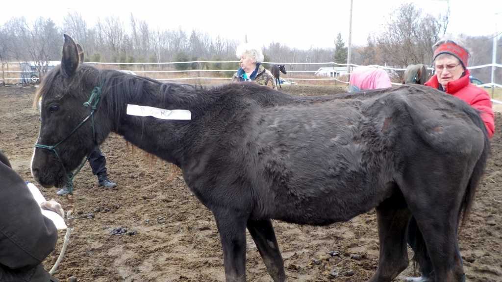 Horses seized in animal cruelty investigation