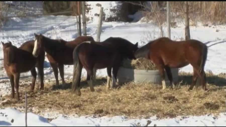  Vermont State Police said they removed two emaciated horses from a pasture where a total of 6 horses were kept off Route 7. Four horses remain on the property under the care of a local veterinarian, according to a State Police news release.