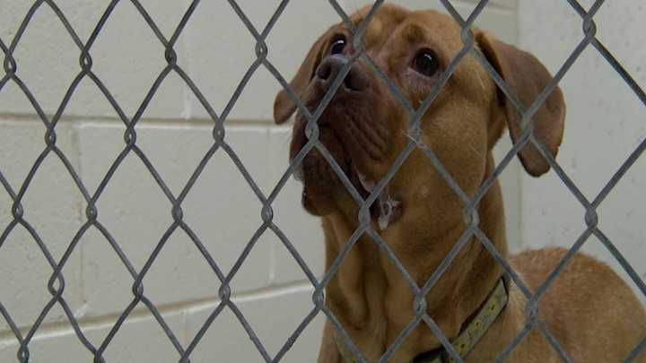 Animal Abuse Case Continued In Franklin County