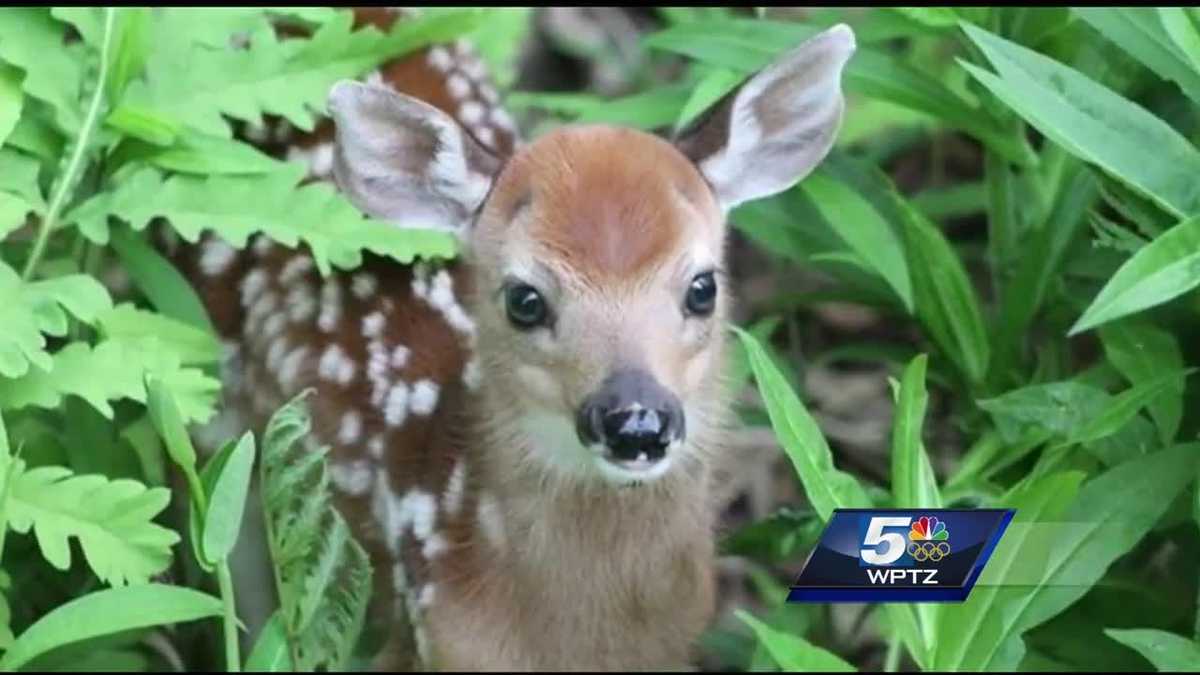 Biologists warn contact with wild animals risks their deaths