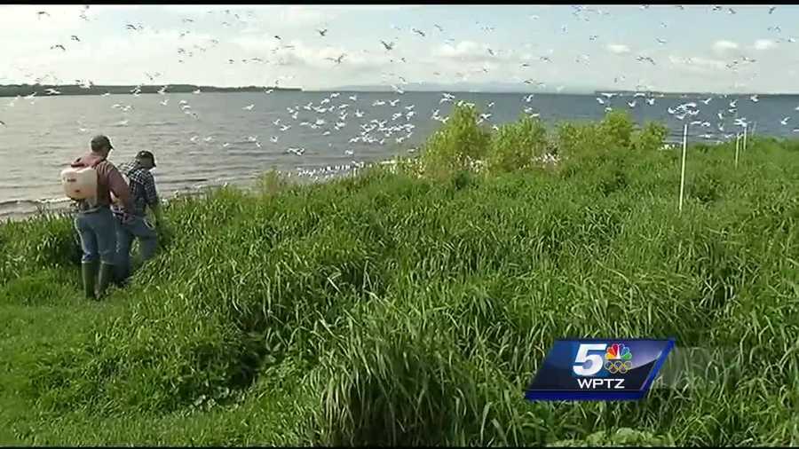 Biologists pushing to take back VT island from gull population