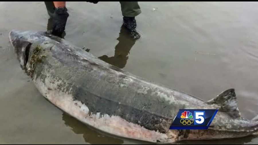 The recent discovery of a massive sturgeon in Lake Champlain has reignited interest in a species the state of Vermont has called endangered.