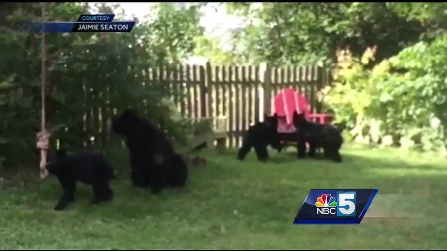 New Hampshire Fish and Game warning people about black bears