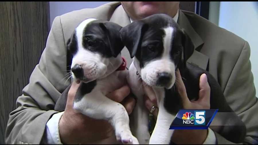 The Plattsburgh Police Department found two puppies, whom it named Frank and George, on Oak Street Monday morning.   