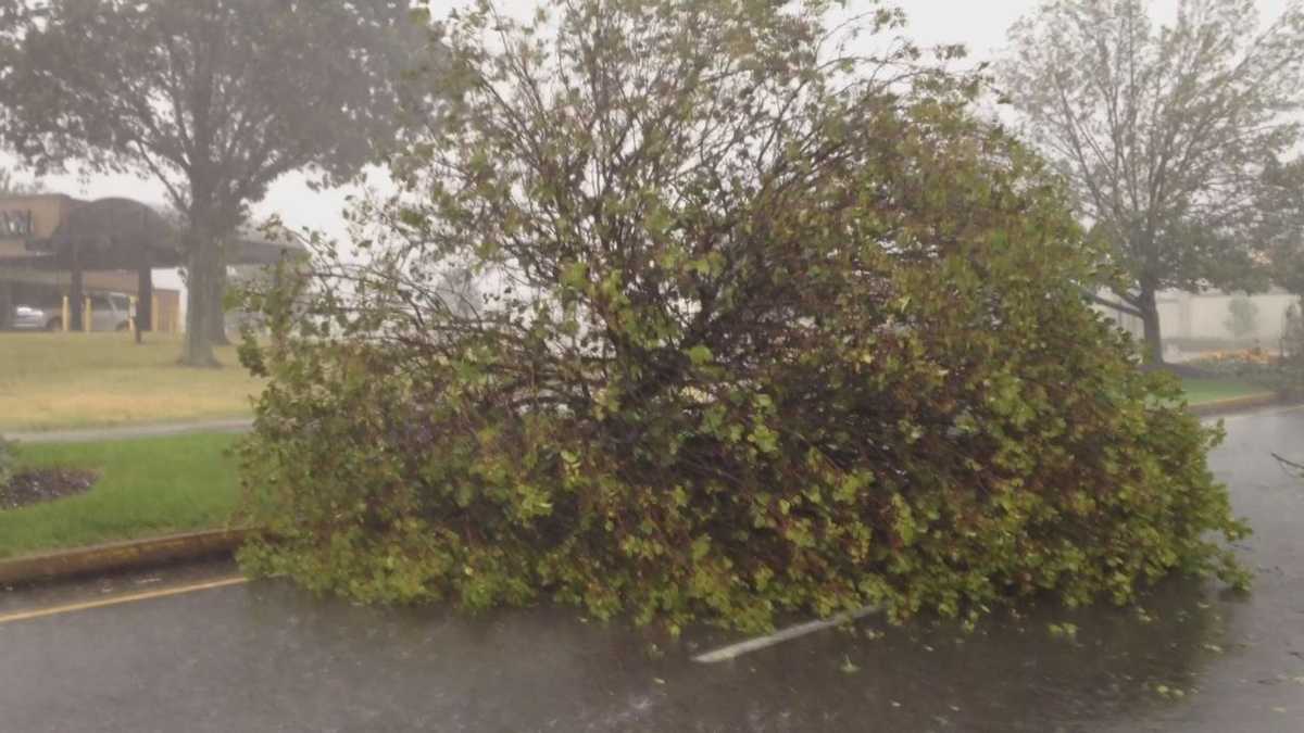 Trees, power lines down after storms rip through area