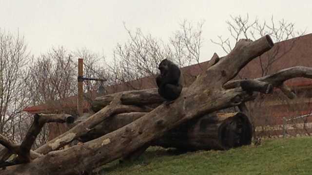 Photos: Moka the Pittsburgh Zoo gorilla