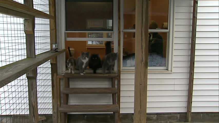 Photos: Go inside Pet Connection cat shelter