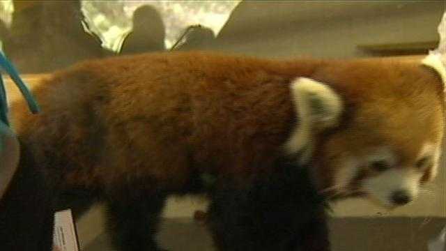 Pittsburgh Zoo & PPG Aquarium unveils new red panda