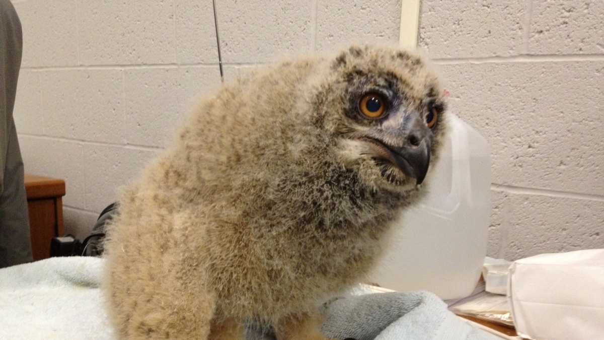 Photos: Baby owl hatches at National Aviary