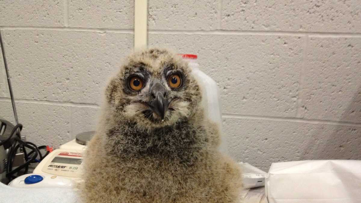 Photos: Baby owl hatches at National Aviary