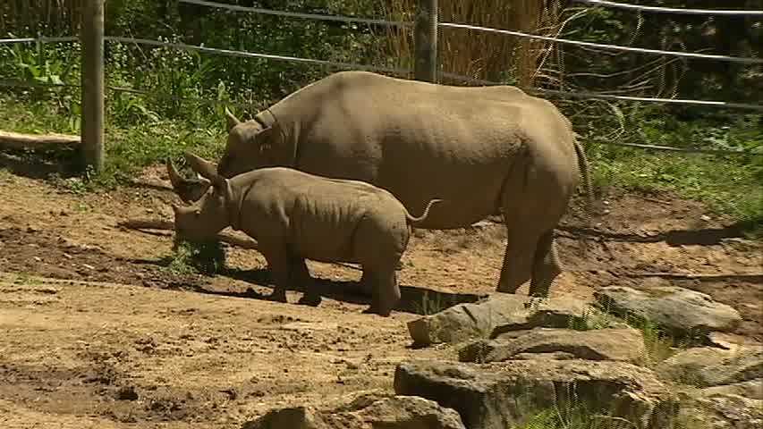 Photos: Pittsburgh Zoo names baby rhino