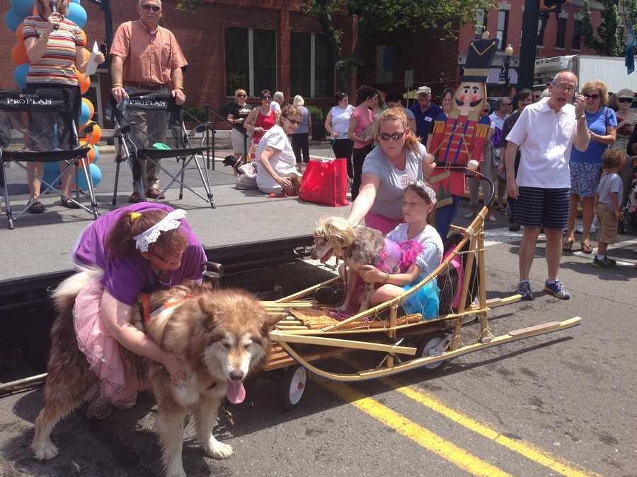 Photos Pets don creative costumes for annual Sewickley Unleashed parade