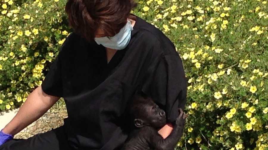 Assistant mammal curator Karen Vacco holds the new baby gorilla at the Pittsburgh Zoo & PPG Aquarium.