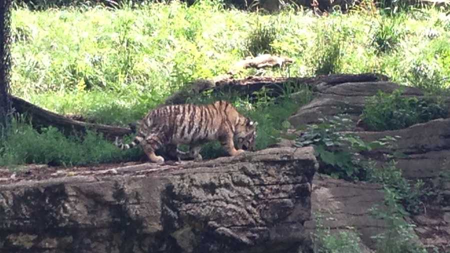 The baby Amur tiger at the Pittsburgh Zoo is finally ready to go outside.