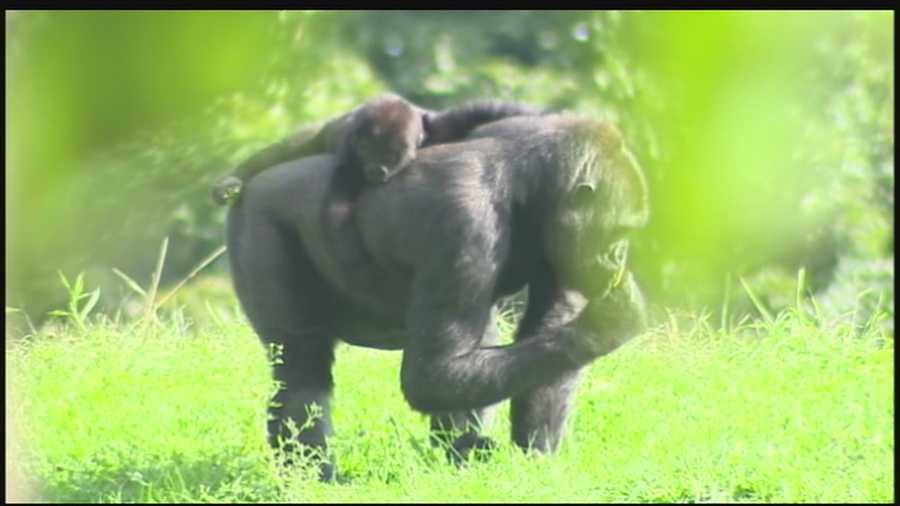Moka the  gorilla with her baby