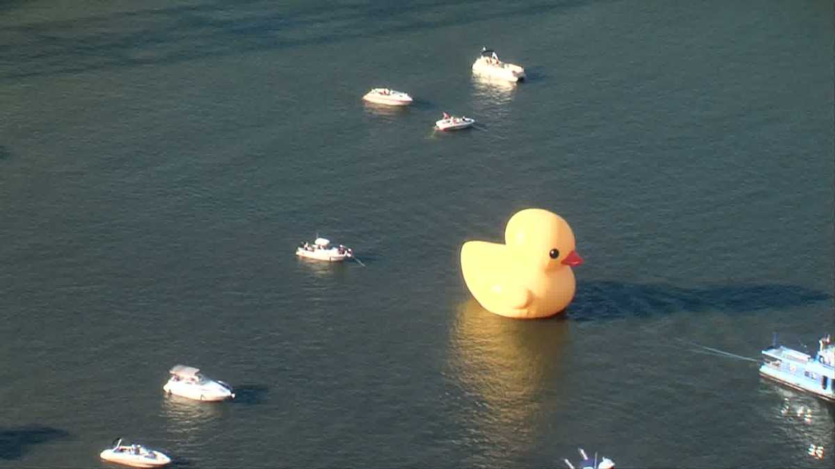 big rubber duck float