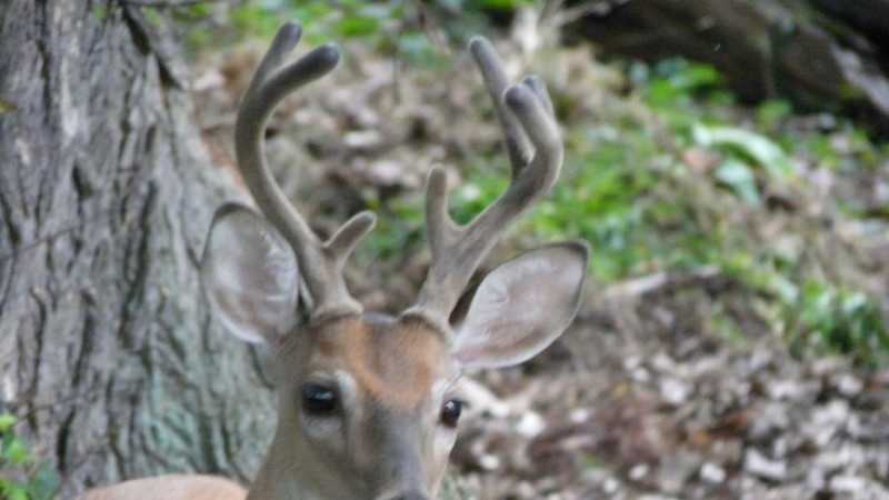 He's a real "3-pointer:" Deer gets basketball stuck in rack