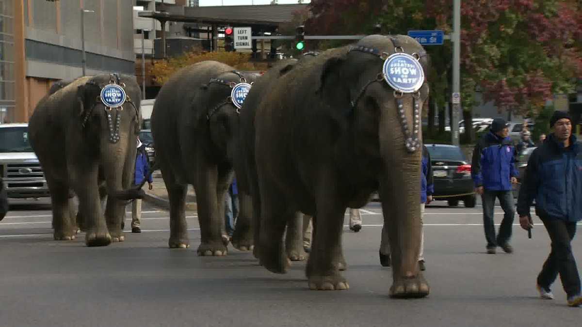 Photos Elephants walk streets of downtown Pittsburgh