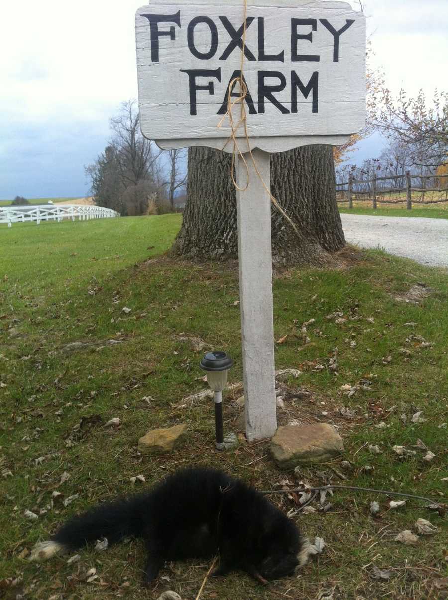 Photos Foxley Farm targeted by vandalism