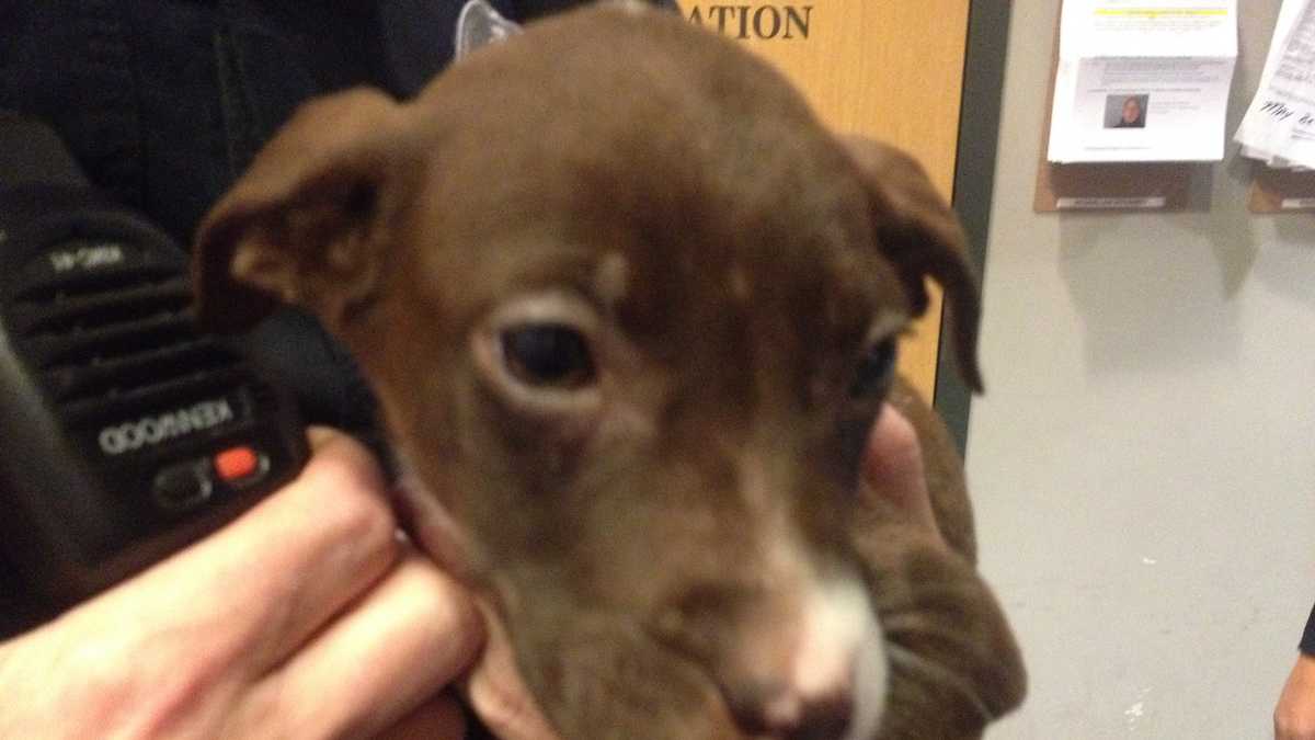 Photos: Stolen puppy found by police