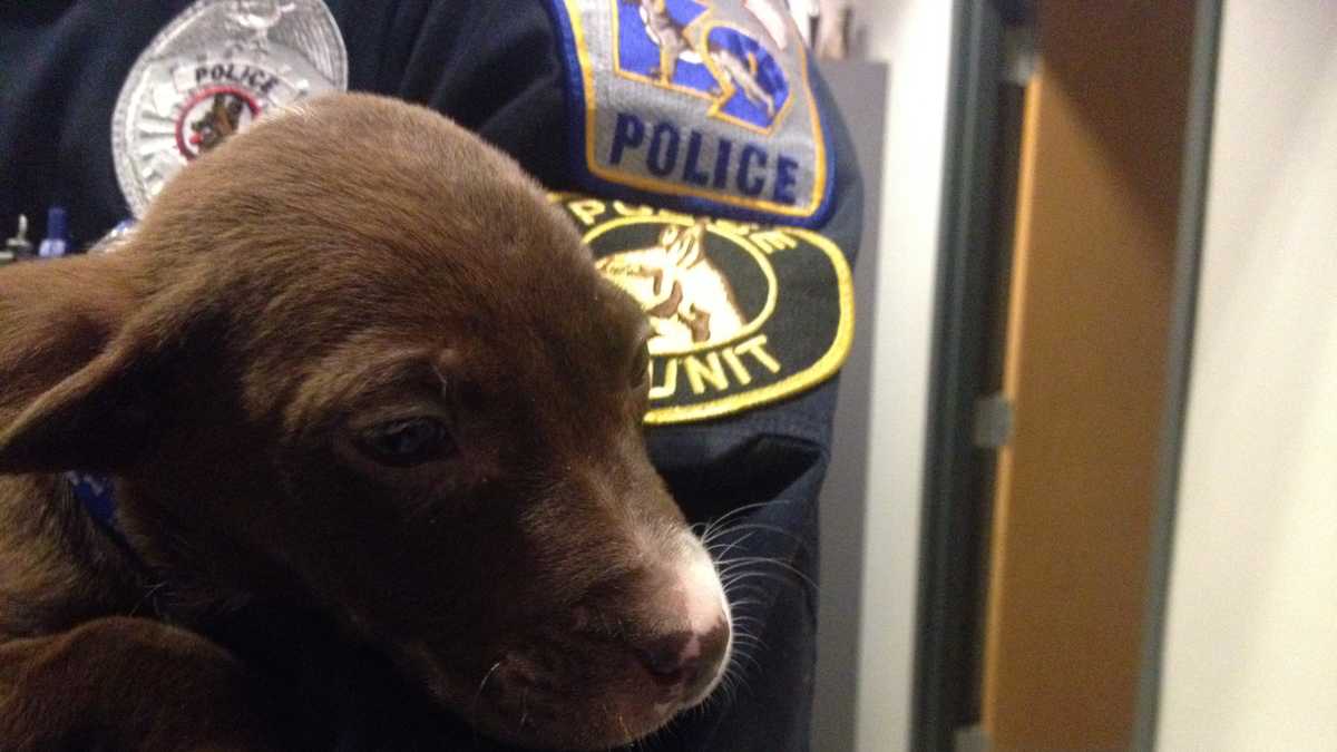 Photos: Stolen puppy found by police