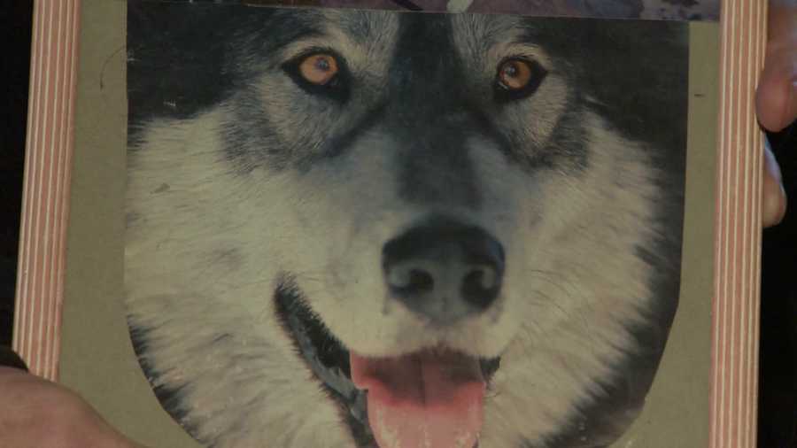 A portrait of Mark Boehler's Siberian husky, Thor
