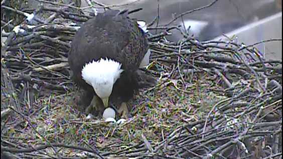 A female bald eagle with one of her eggs in her nest in Pittsburgh's Hays neighborhood.