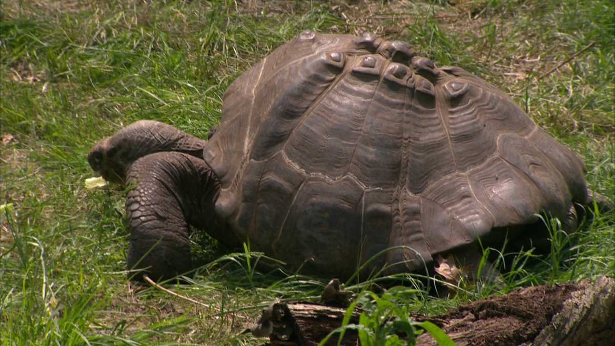 Photos: Pittsburgh Zoo's newest residents come out of their shells