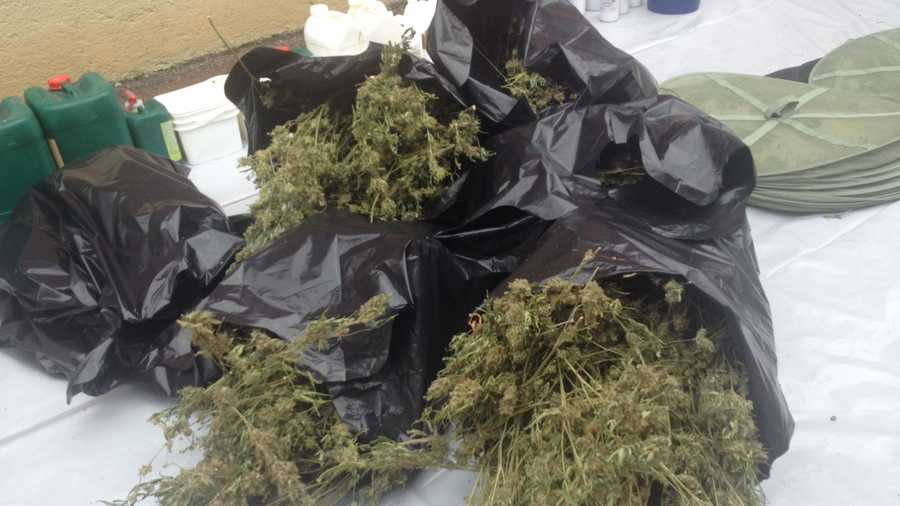 Marijuanagrowing operation called largest in Pittsburgh in 25 years