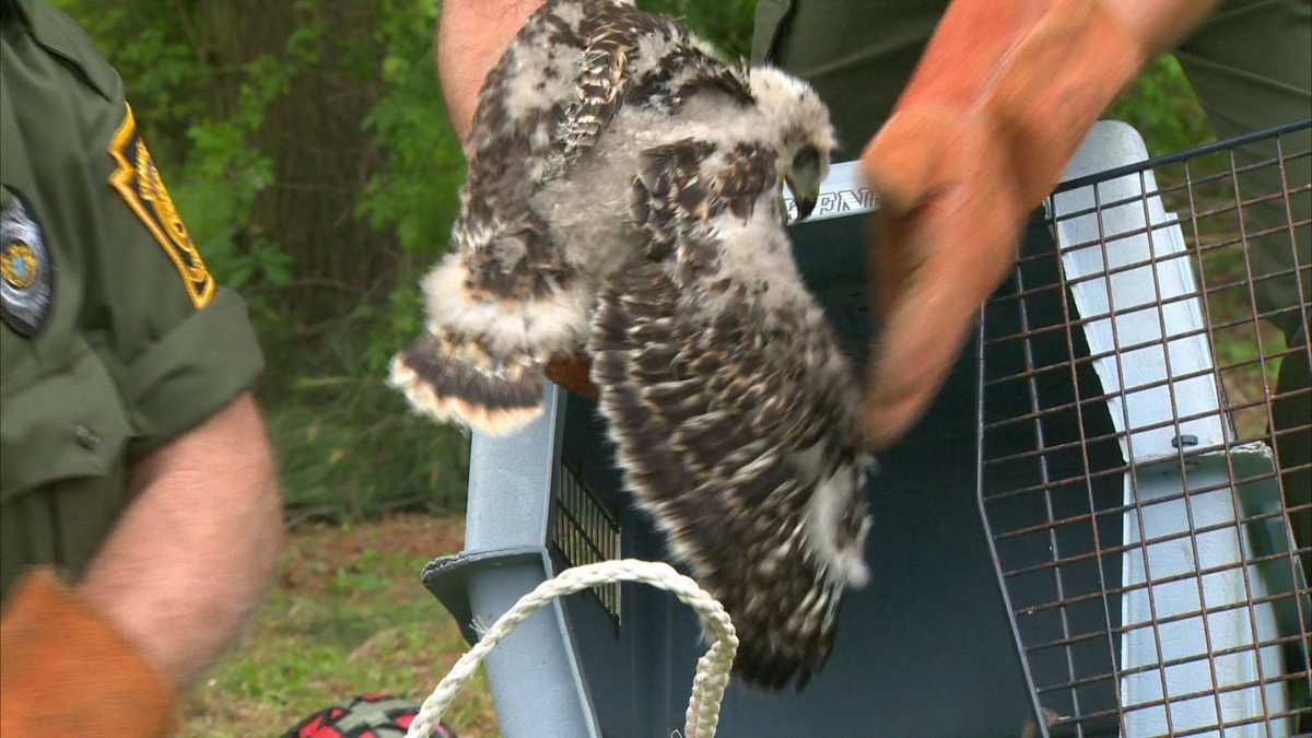Photos Hawk hatchlings moved from nest in Forest Hills