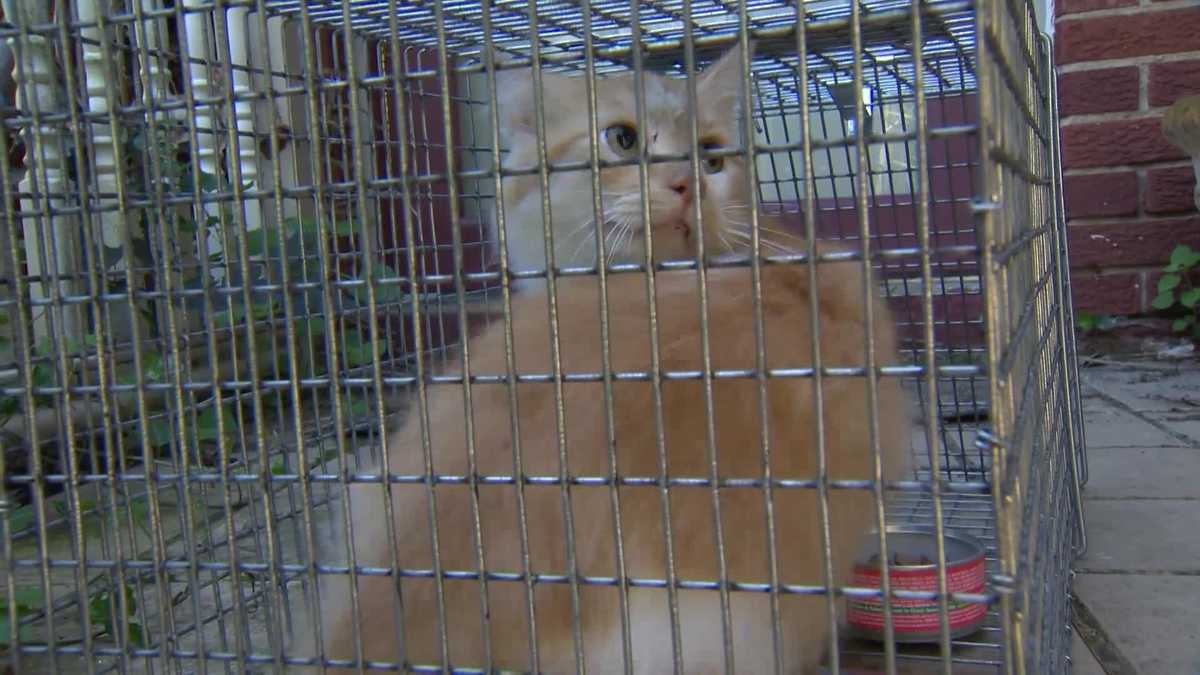 Dozens of cats removed after threatening message on voicemail