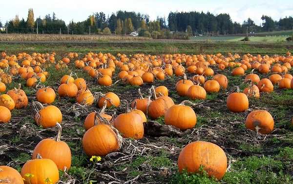 trax farms pumpkin patch