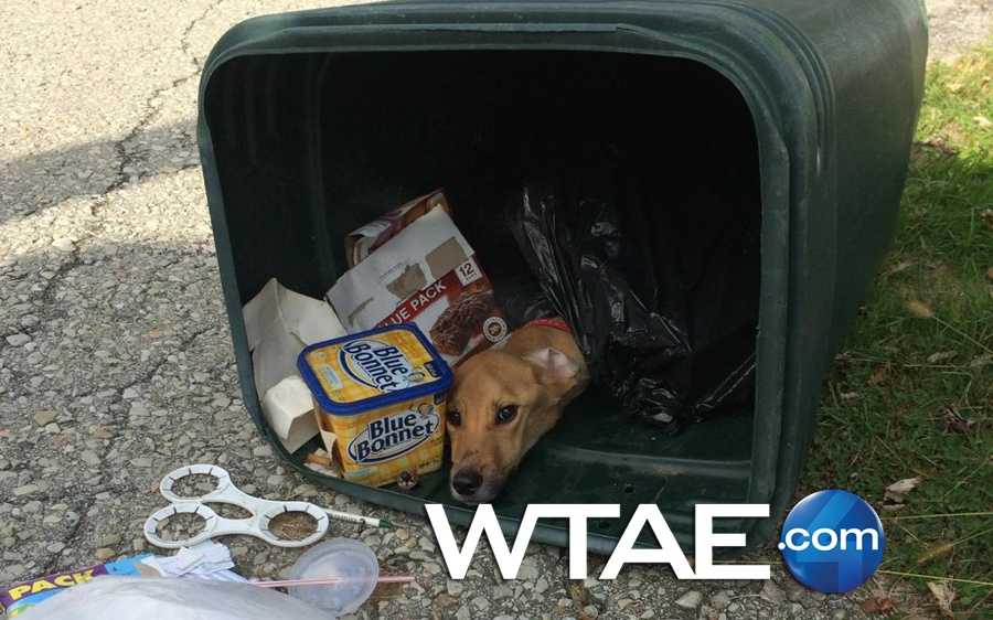 Trash can shop in dog crate