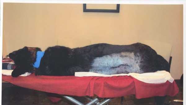 A photo of K-9 Rocco at the emergency veterinary clinic where the dog was treated.