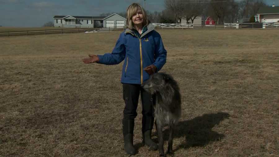 The Super Bowl of dog shows is being held at Madison Square Garden in New York. Karen Winter's Scottish Deerhound, Vinnie, was one of more than 2,000 competitors.