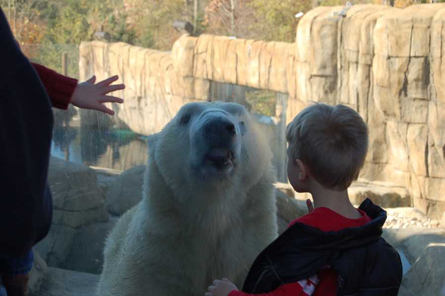 Photos: Meet the Pittsburgh polar bears to celebrate National Polar ...