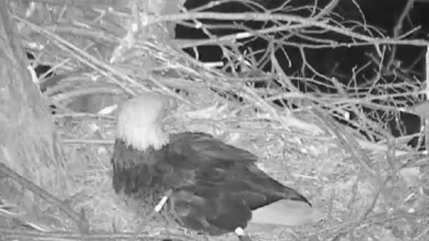 Eagle Cam: Something scares mother eagle off the nest