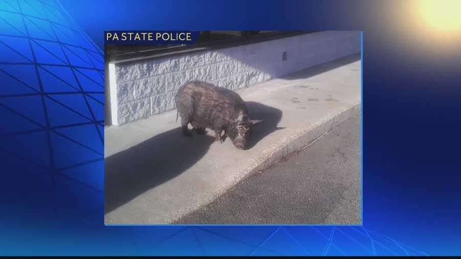 Customers were surprised to see a pig outside a Burger King restaurant in Western Pennsylvania on Thursday morning.