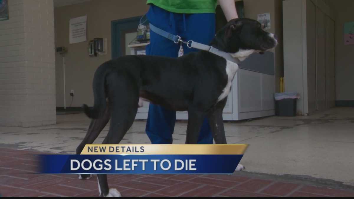 Woman arrested after dead dogs found in Beechview home