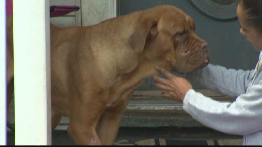 Woman says North Versailles Animal Control officer shot dog unprovoked